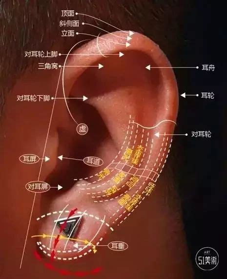 耳珠|耳屏